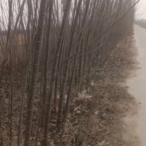 107速生杨树苗大量出售