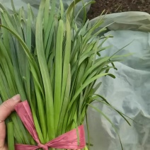 韭花，头刀二刀韭菜大量上市
