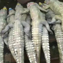 鳄鱼批发，鳄鱼肉批发，鳄鱼价格，鳄鱼活体