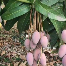 大量供应小台芒贵妃芒