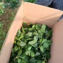菠菜