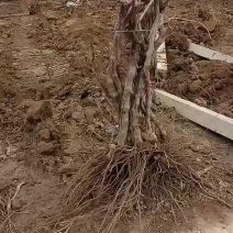 精品占地葡萄树诚信经营欢迎联系