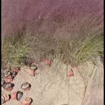 潍坊青州粉戴乱草花海现货供应欢迎致电