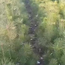 油松16*16杯苗80公分高