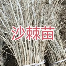 苗地自产30一50公分以上中华沙棘苗，自产自销，手续齐全
