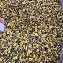胎菊