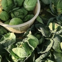 云南陆良县甘蓝圆包菜持续走车量大从优无虫眼保质保量