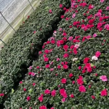 苗圃批发供应带花西洋杜鹃杯苗优质西洋鹃地苗量大从优