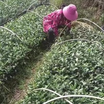 茶苗批发零售，量大从优