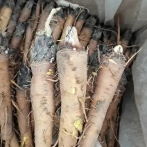 大黄苗，甘肃地道马蹄大黄苗