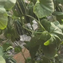 博洋甜瓜大量上市可对接批发市场商超电商平台团购