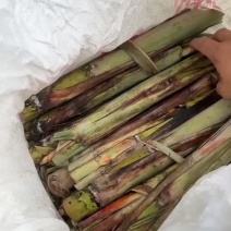 甘蔗种苗，黄皮甘蔗种苗，非常漂亮，都有三个芽以上的。