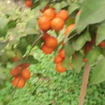 砂糖橘大量上市