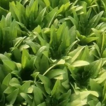 油麦菜