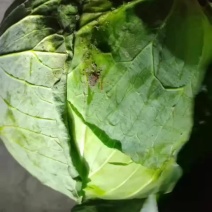 【热卖中】山东青岛平度扁包菜大量现货产地直发货