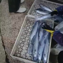 春鲅鱼今年刚刚上来的新鲜的春鲅鱼质量嘎嘎硬