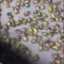 精选青蛙苗