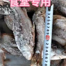 淡水鲫鱼三去的