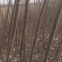 大量出售107速生杨树苗