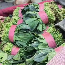 精品菠菜
