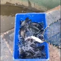 螺丝青鱼苗一斤左右，大量现货。