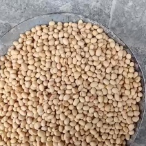 五月黄豆，是我的家乡品种，产量高，质量好，是加工豆腐，