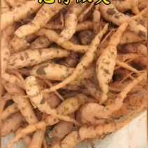 地黄种苗，地黄苗，量大从优，焦作温县地黄苗欢迎来电