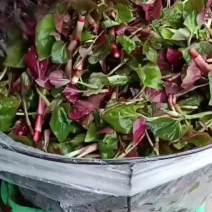 折耳叶，木耳菜种植