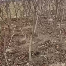 三四五桃树