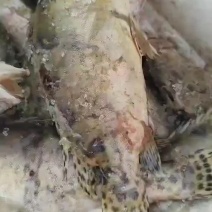 臭桂鱼原料次货