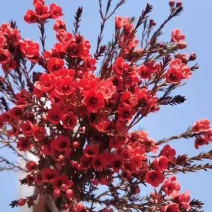 澳洲腊梅鲜花干花切花批发地摊早市