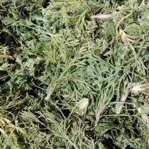 茵陈大量上货中，有需要的老板请与我联系