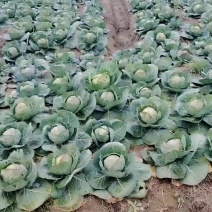 40亩甘蓝3天后上市，需要的看过来。