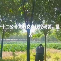 江苏盐城东台清地处理12公分大叶女贞，柴火价