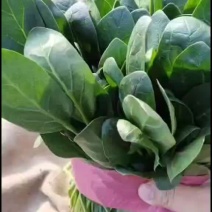 菠菜大量上市