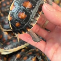 精品黄缘碌，红面红脖，1-2两