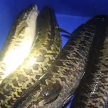 生鱼