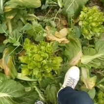 儿菜大量有货精品货大量有货需要的老板量大从优