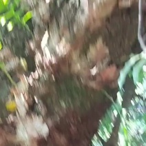 大叶骨碎补