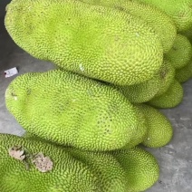 马来1号