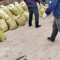 出口标准去帽腌制红辣椒大量有货挑选好的精品欢迎电话