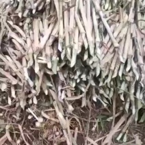 优质巨菌草草种产地直发