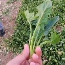 家有200亩，菠菜，有要的联系，或在河南开封通许