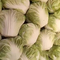 鸡腿白菜大量供应产地直发一手货源视频看货诚信经营等您来电