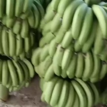 福建漳州精品香蕉………………………………