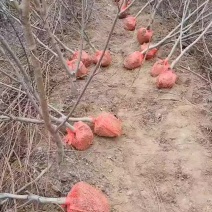 三公分锦绣黄桃，带土球起苗