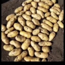 河兰八零六，沃土五，V七，尤金种薯。规格齐全价格实惠