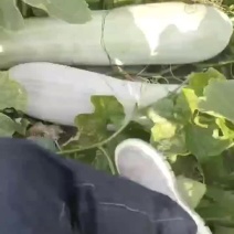 白皮冬瓜