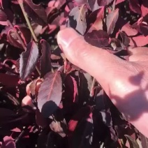小叶护芳腾苗