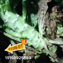 精品红叶香笋